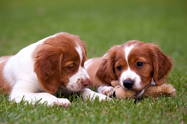 Brittany puppy price